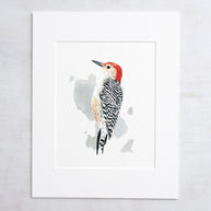 Red-bellied Woodpecker Print