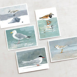 Shorebirds Card Set Mix II