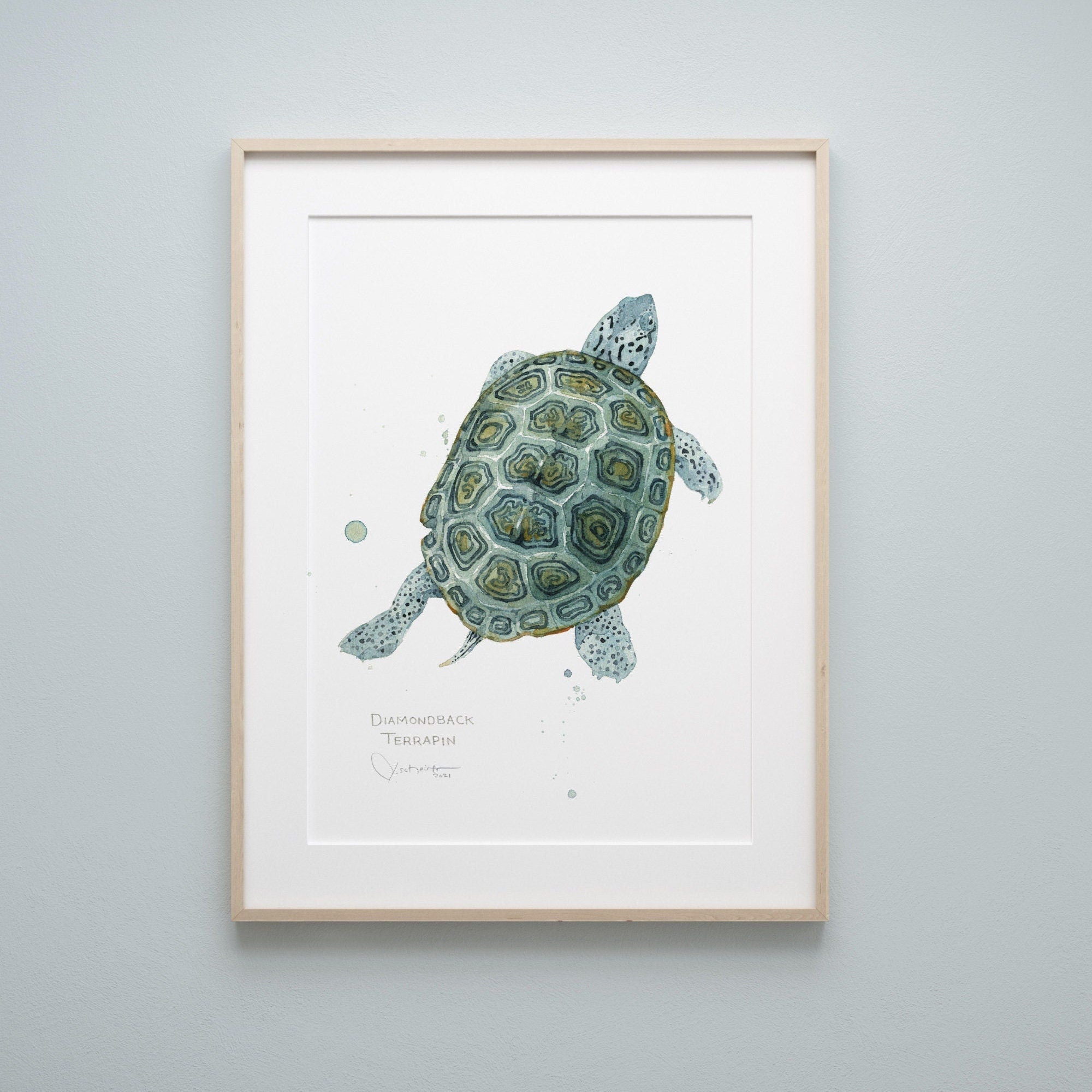Diamondback Terrapin Art Print