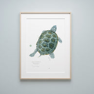 Diamondback Terrapin Art Print