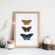 Butterfly Tier Watercolor Art Print