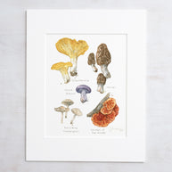 Forageable Mushrooms Set of 2 Prints