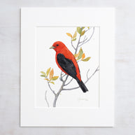 Scarlet Tanager Bird Print