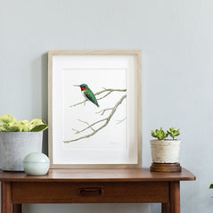 Ruby-throated Hummingbird Print