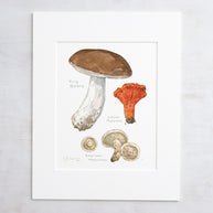 Forageable Mushrooms Set of 2 Prints