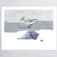 Sandpiper & Whelk Print