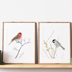 House Finch on Dogwood Branch Print