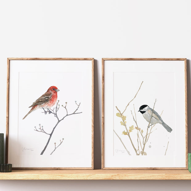 House Finch on Dogwood Branch Print