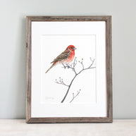 House Finch on Dogwood Branch Print