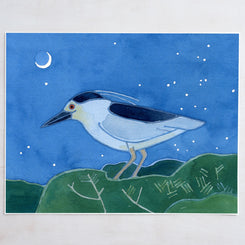 Black-crowned Night Heron Print