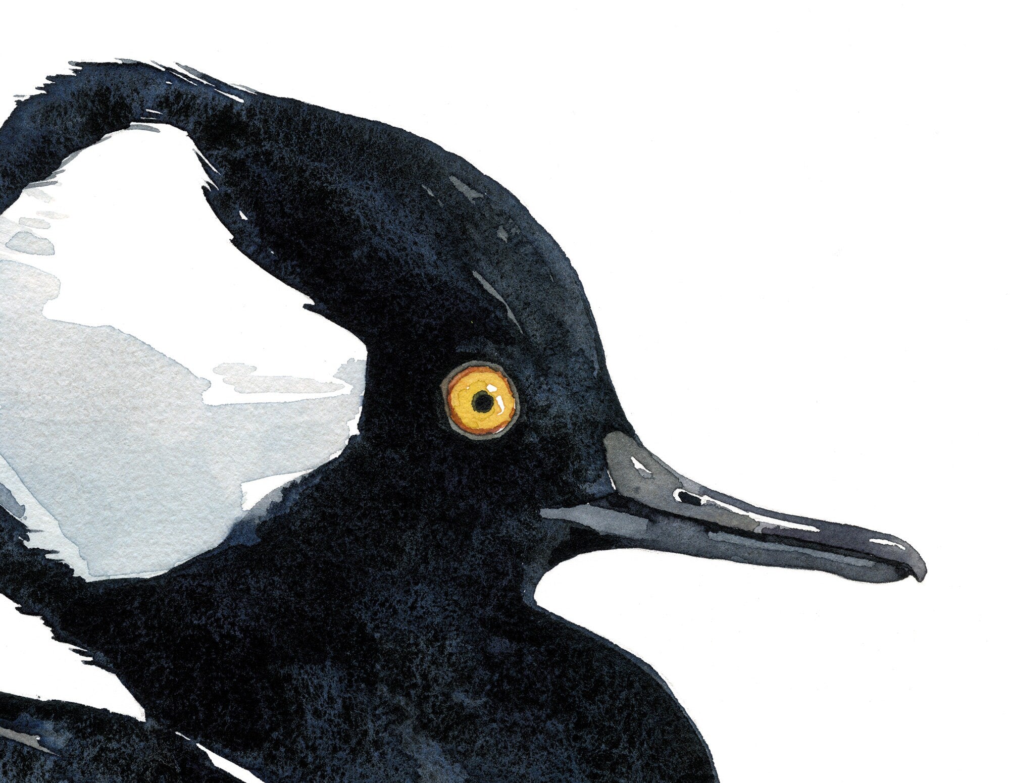 Hooded Merganser Duck Print