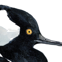 Hooded Merganser Duck Print
