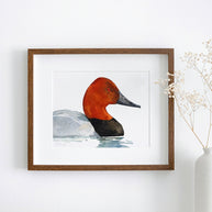 Canvasback Duck Print