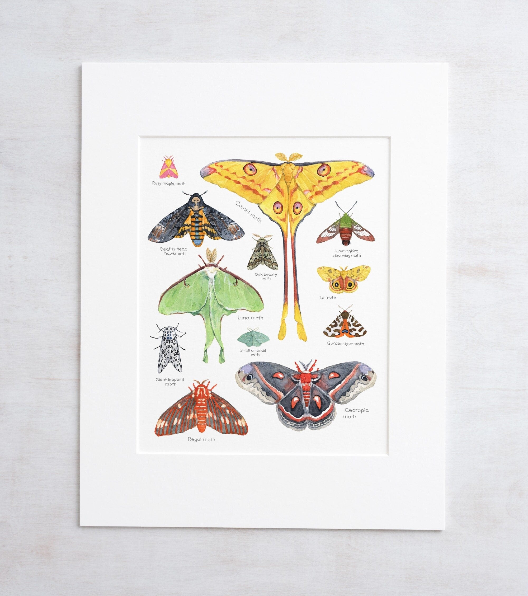 Moth Chart Print