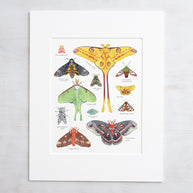 Moth Chart Print