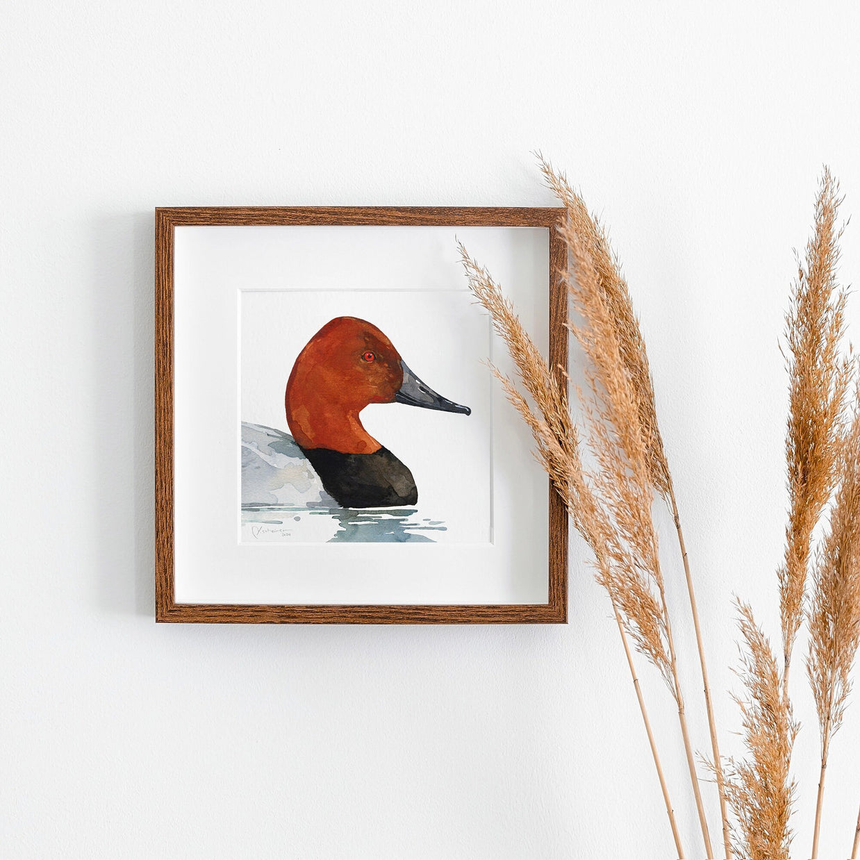 Canvasback Duck Print