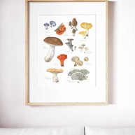 Edible Mushrooms Print
