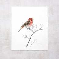 Original House Finch Painting Bird Watercolor Art