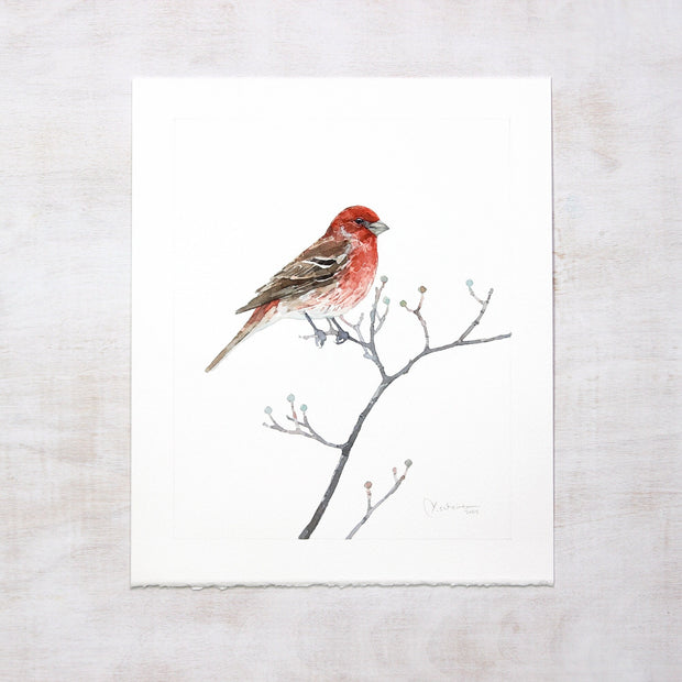Original House Finch Painting Bird Watercolor Art