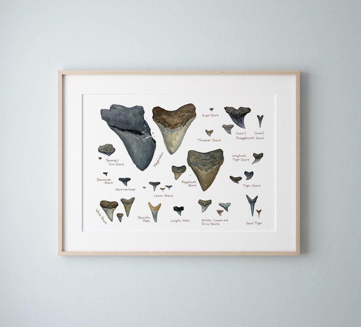 Illustrated Fossil Shark Teeth Chart