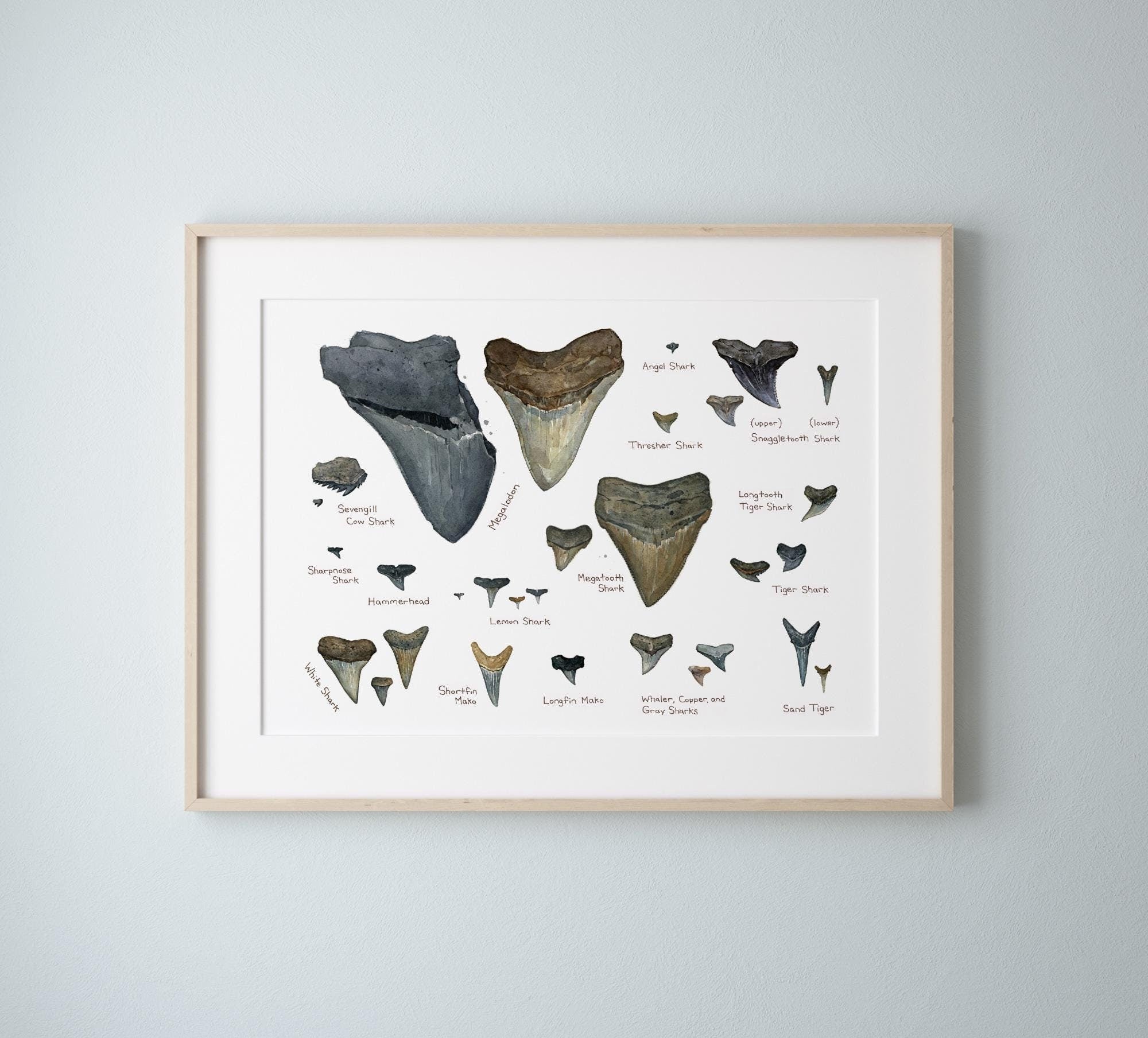 Illustrated Fossil Shark Teeth Chart