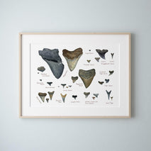 Illustrated Fossil Shark Teeth Chart