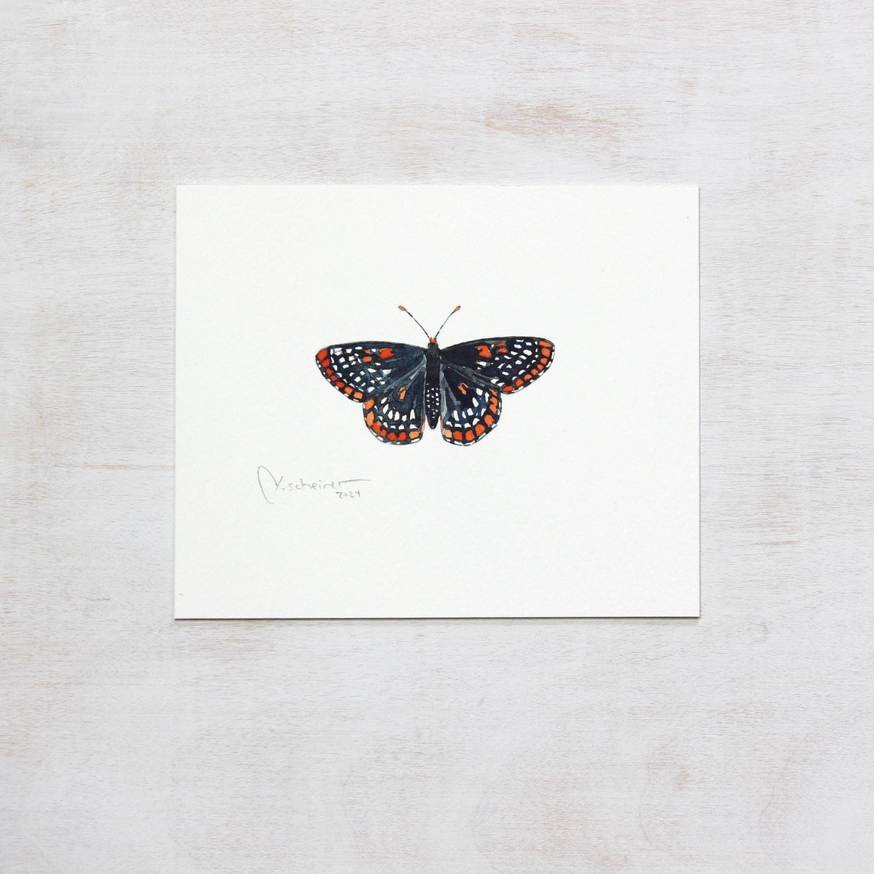 Original Baltimore Checkerspot Butterfly Watercolor Painting