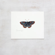Original Baltimore Checkerspot Butterfly Watercolor Painting
