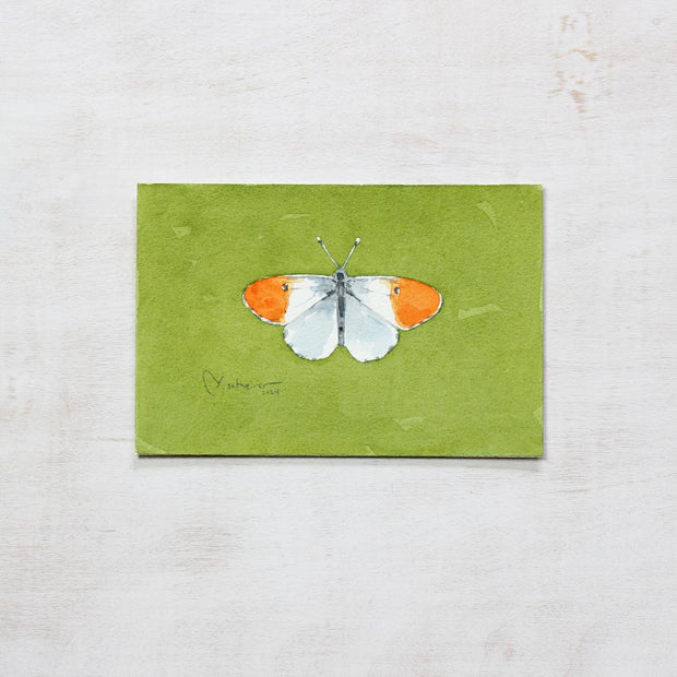 Original Pacific Orangetip Butterfly Watercolor Painting