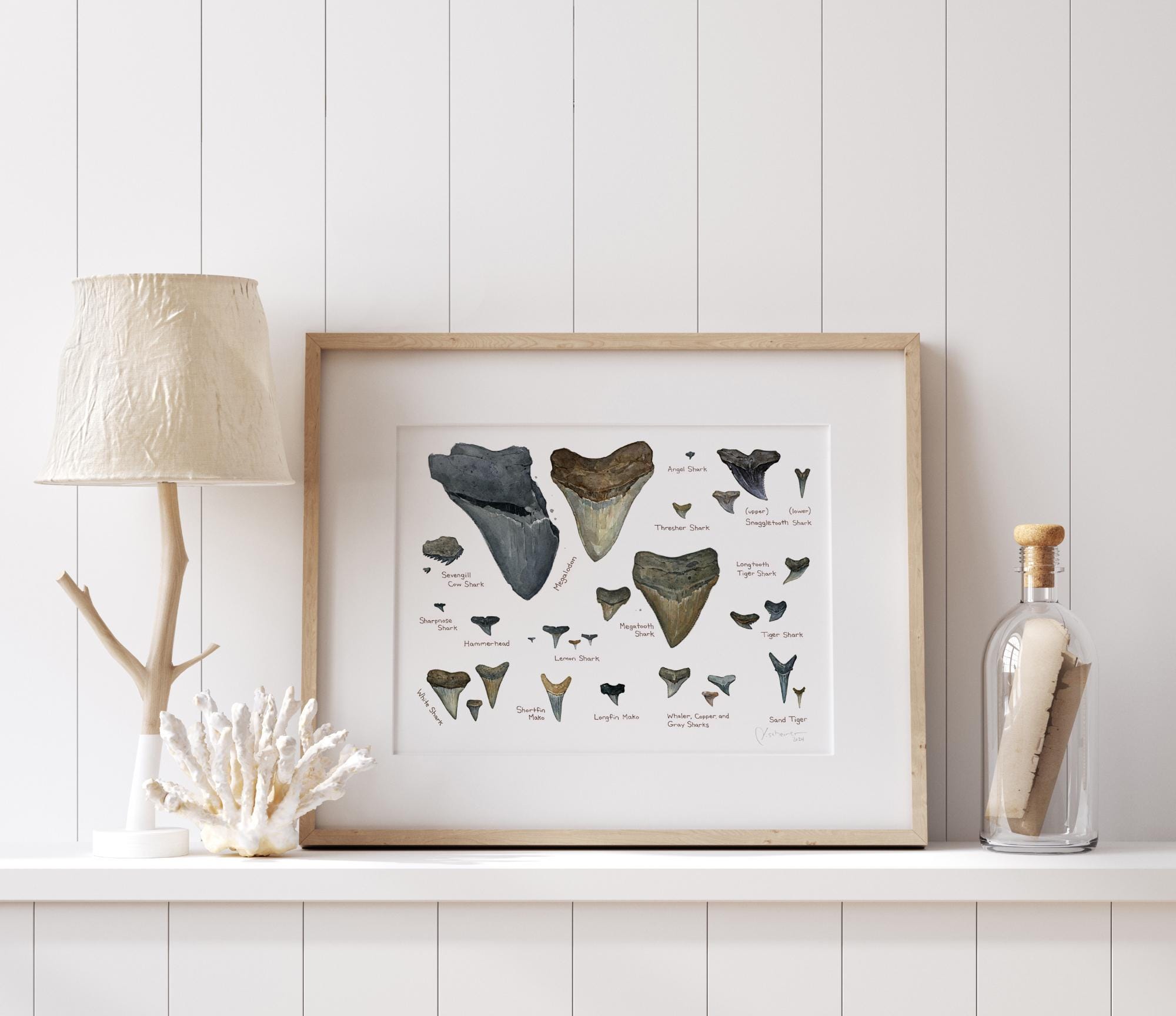 Illustrated Fossil Shark Teeth Chart
