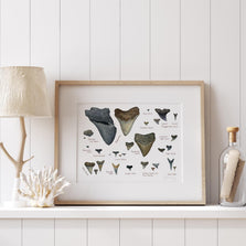Illustrated Fossil Shark Teeth Chart