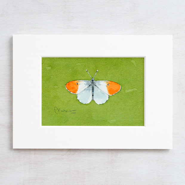 Original Pacific Orangetip Butterfly Watercolor Painting