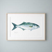 Bluefish Print