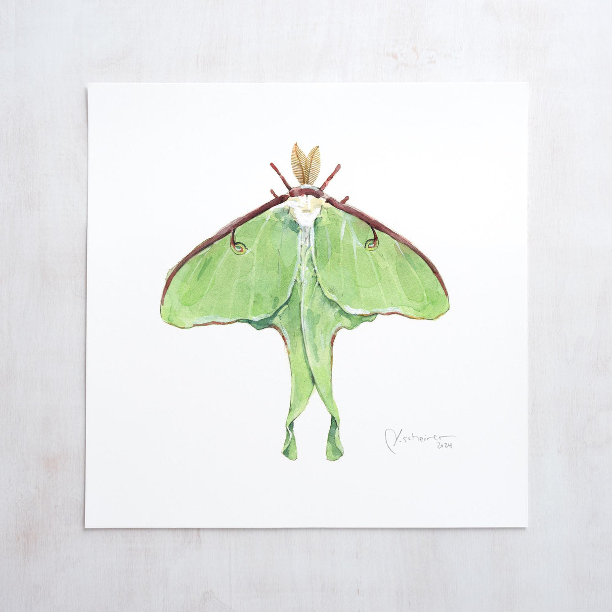 Luna Moth Print