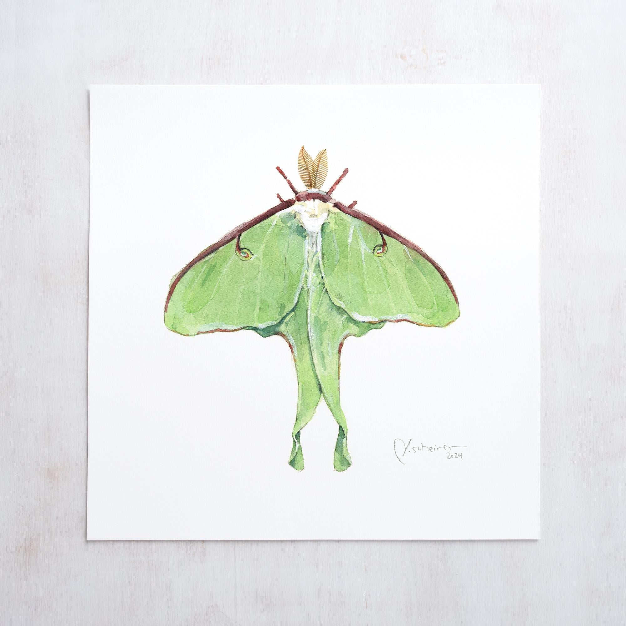 Luna Moth Print