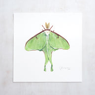 Luna Moth Print