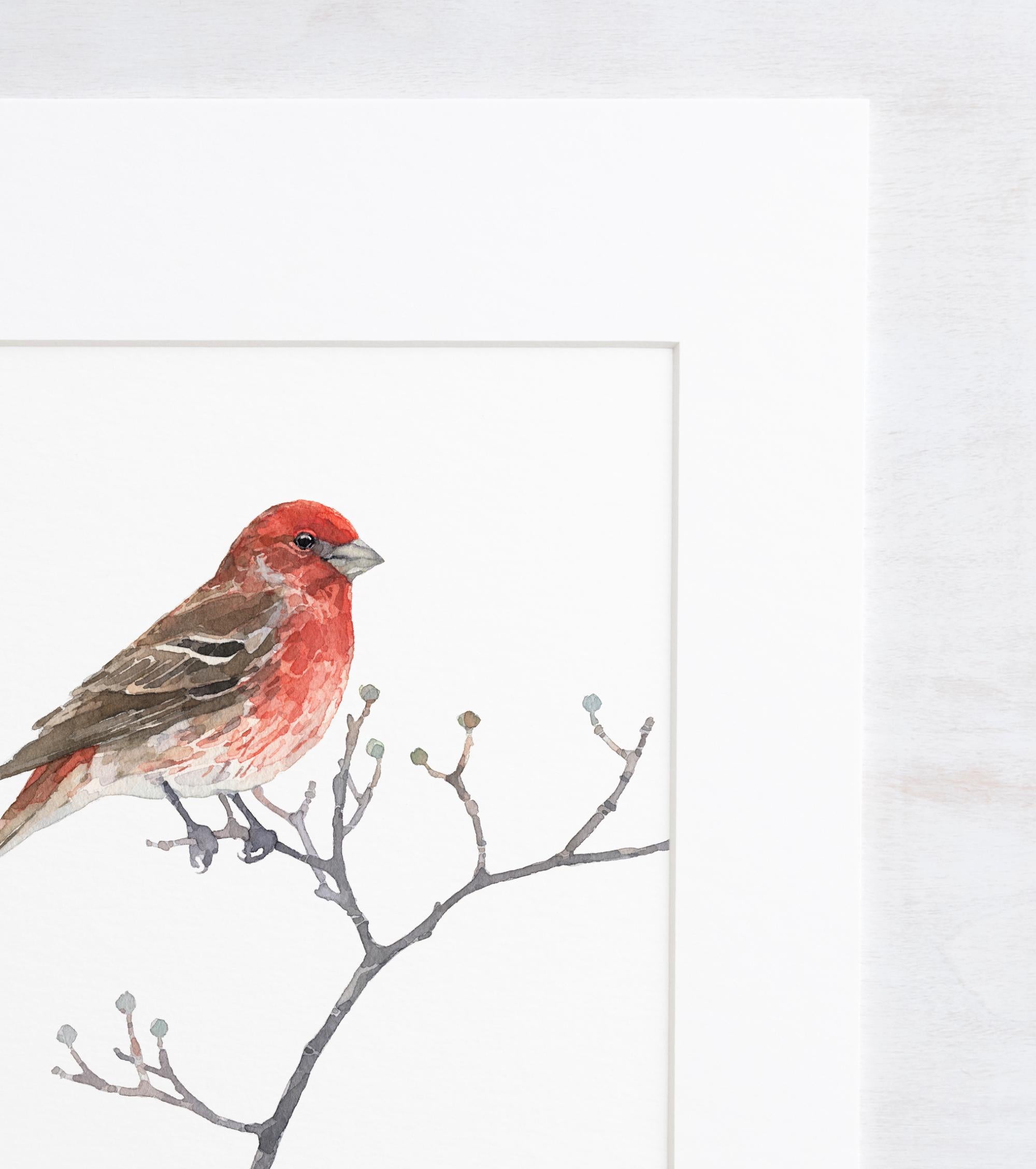 Original House Finch Painting Bird Watercolor Art