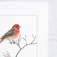 Original House Finch Painting Bird Watercolor Art