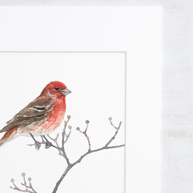 Original House Finch Painting Bird Watercolor Art