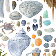 Beachcombing Shells Chart Print
