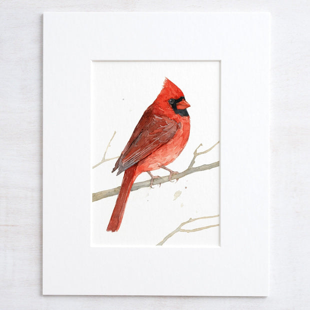 Male Cardinal on Branch
