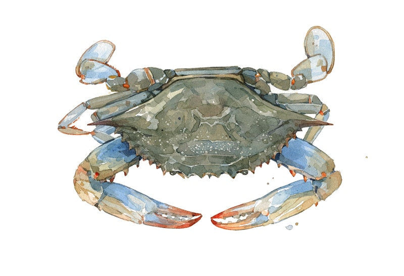 Blue Crab Watercolor Print