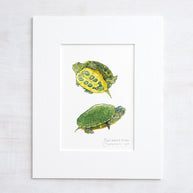 Baby Red-Eared Slider Print