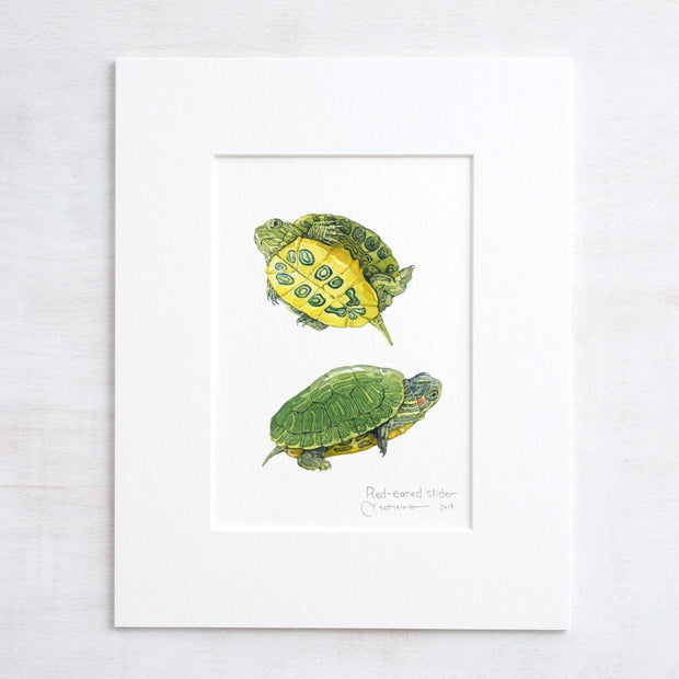 Baby Red-Eared Slider Print