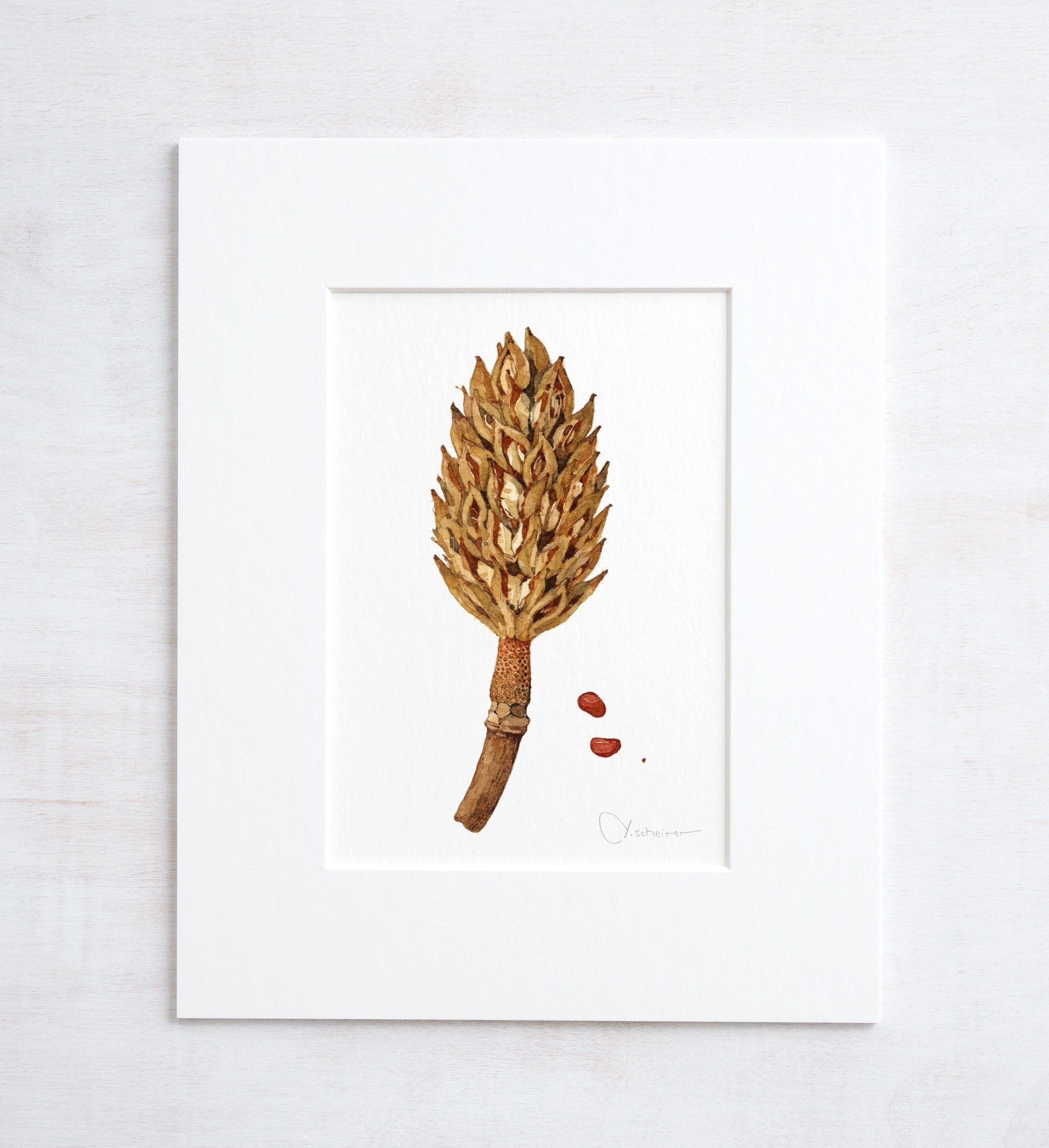 Magnolia Pod Watercolor Print Rustic Botanical Art Print