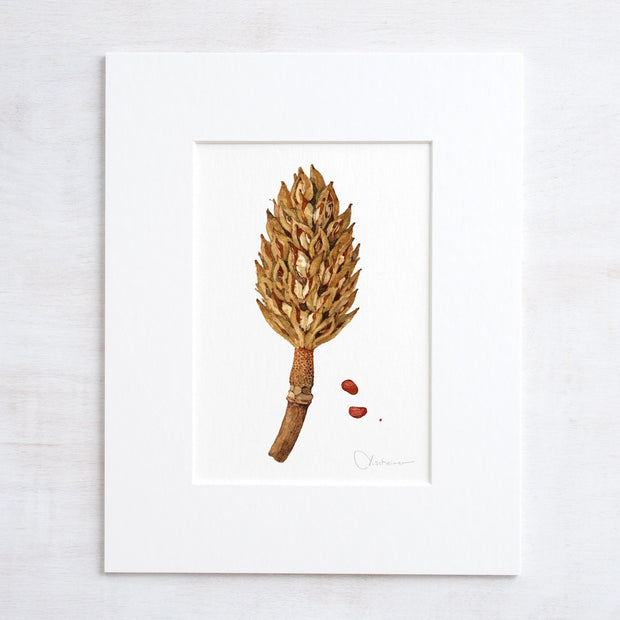 Magnolia Pod Watercolor Print Rustic Botanical Art Print