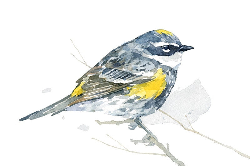 Yellow-Rumped Warbler Bird Print