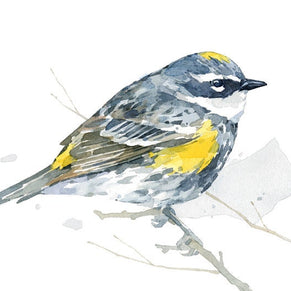 Yellow-Rumped Warbler Bird Print