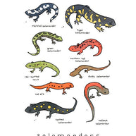 Salamanders Chart Print