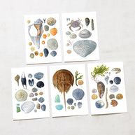 Beachcombing Card Set